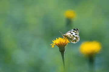 butterfly on yellow flower focus on foreground blur background