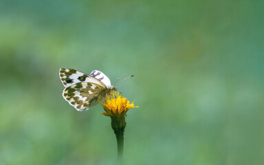 butterfly on yellow flower focus on foreground blur background