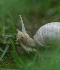 A lovely snail closeup at spring in neunkirchen with soft bokeh