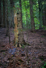 stare drzewo z dziuplą w lesie