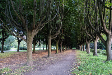Alley, path in the park. Slender, beautiful trees in the park. Day. Autumn, Russia.