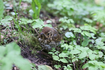 the hermit thrush hides in the grass