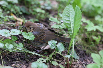 the hermit thrush hides in the grass