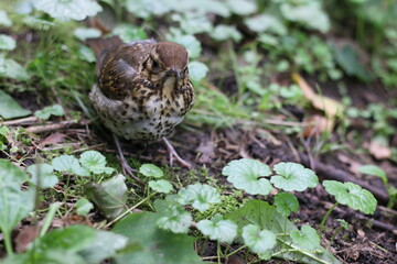the hermit thrush hides in the grass