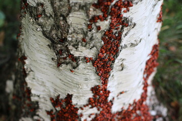 red bug soldier on a birch tree, a lot of bugs