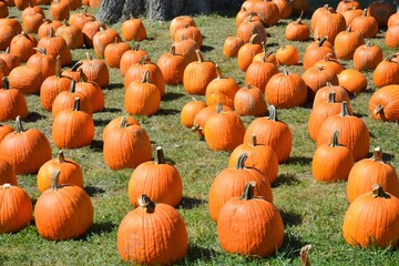 pumpkins in a field