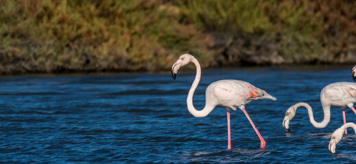flamingos in the water