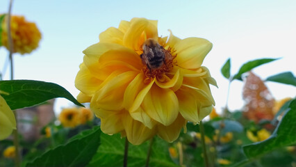 Gelbe Dahlie mit einer Hummel in der Blüte