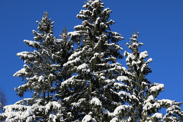 branches of Christmas trees covered with snow, sunny day, winter