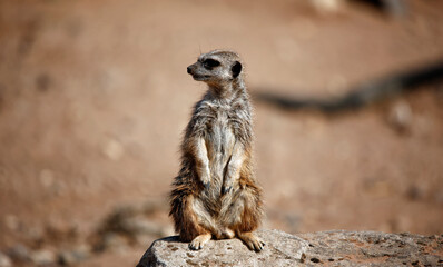 Meerkat on high alert