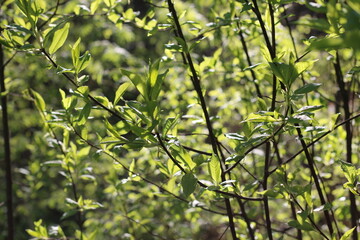leaves of trees in the sunlight warm photo, summer