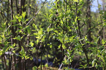 leaves of trees in the sunlight warm photo, summer