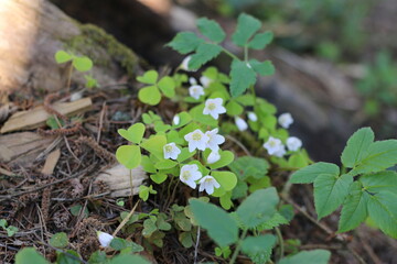 white flowers bloom in the forest in the sunlight