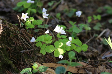 white flowers bloom in the forest in the sunlight