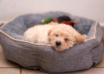 Closeup sot of beige poodle puppy sleeping inside its gray bed