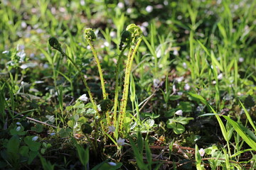a beautiful plant growing in the forest in the sunlight, summer macro