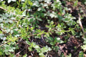 green plants in the forest in the sun in summer