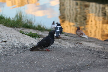 pigeons near the water