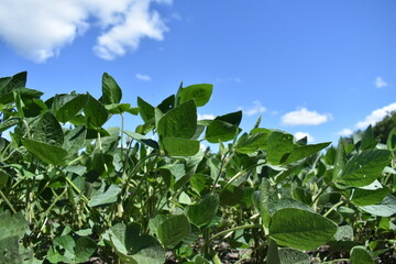 Soybean Plants