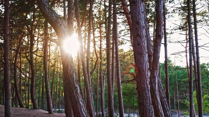 Fototapeta na wymiar Golden Sun Light Rays Passing Through Pine Forest Trees