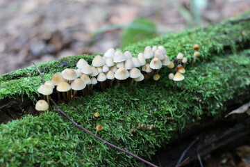 a group of toadstools growing among the moss