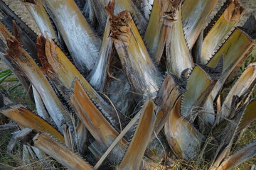 closeup of palm tree cut up leaves la réunion france