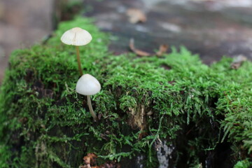 two toadstools grow on moss