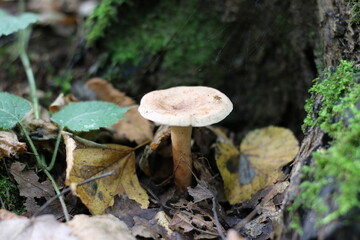 The School lake in Zelenograd in Moscow, Russia