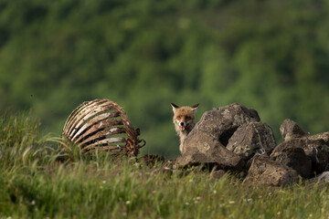 Naklejka na ściany i meble Red fox near the carcass. Fox in Rhodope mountain range. Bulgaria spring wildlife. 