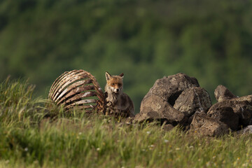 Red fox near the carcass. Fox in Rhodope mountain range. Bulgaria spring wildlife. 