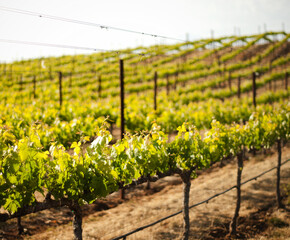 Grape Vineyard in Napa Valley, California 