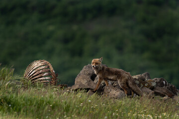 Red fox near the carcass. Fox in Rhodope mountain range. Bulgaria spring wildlife. 
