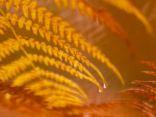 golden autumn leaves of ferns