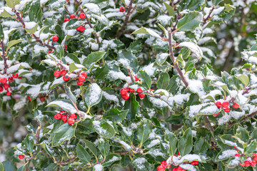 Shrub with snowy red fruit