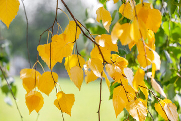 Obraz premium First signs of autumn. Golden branch on the birch tree, closeup. Bright sunny day.