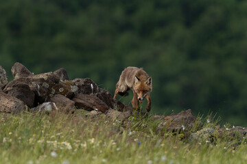 Red fox near the carcass. Fox in Rhodope mountain range. Bulgaria spring wildlife. 
