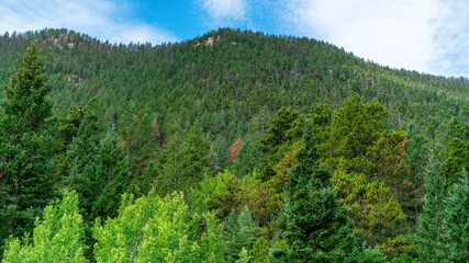 landscape with trees