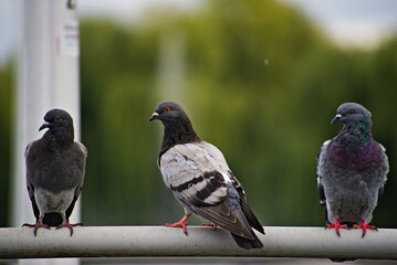 Gołębie siedzące na poręczy . Pigeons sitting on the railing .  © Grzegorz