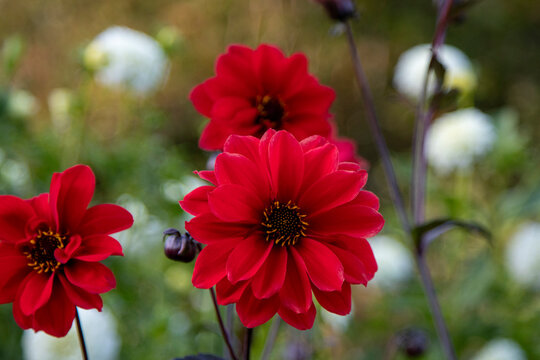 Flowers in the garden, 가든의 꽃, デンの花 , blommor i tr&auml;dg&aring;rden, 花园里的花