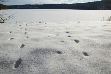 Zima. Ślady dzikich zwierząt w głębokim śniegu nad brzegiem leśnego jeziora.