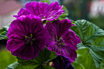 Purpurowe ( różowe , fioletowe ) kwiaty © Grzegorz