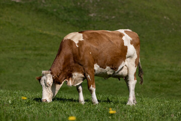 Fototapeta na wymiar Kuh beim grasen auf der Wiese.