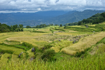 Fototapeta na wymiar Rice terraces, Tana Toraja, South Sulawesi, Indonesia
