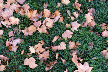 Texture of the autumn fallen dry leaves lie on the green grass.