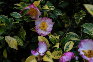 Camellia japonica flowers, known as common camellia, or Japanese camellia.