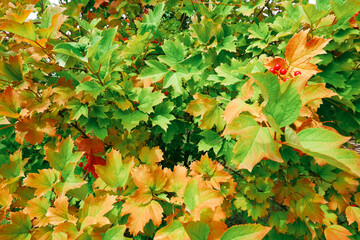Autumn landscape. Background. Multi-colored yellow, orange green leaves on a viburnum bush.