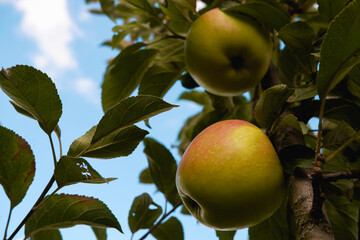 Red juicy ripe apple on a branch among green foliage. Harvesting apples.