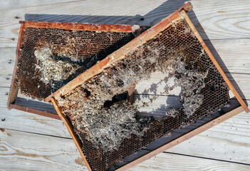 wax bee frame eaten by parasites. Wax moth. Pests of active hives. Galleria mellonella species in a honeycomb without bees. Waxworms, caterpillar larvae of wax moths, on damaged beeswax