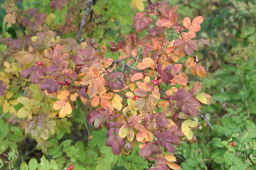 Autumn Of The Wild Rose, Strathcona Wilderness Centre, Alberta
