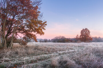 Scenery of autumnal sunrise illuminating on meadow with hoarfrost on grass. Clean sky without clouds blue-red color.